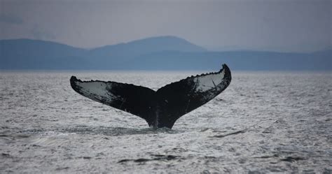 Tadoussac whale watching in 2024 - Excursions and cruises!