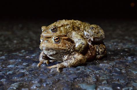 Appleshaw Toad Patrol Protecting Toads And Other Amphibians