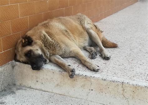 sokak köpekleri 1855779 uludağ sözlük galeri