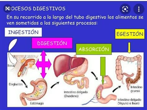 Mapa Conceptual Sobre Los Procesos Del Aparato Digestivo Ingesti N 9900