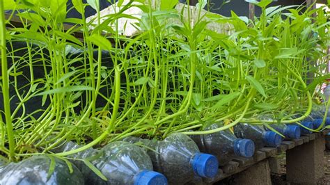 Ide Kreatif Menanam Kangkung Di Botol Aqua Kangkung YouTube