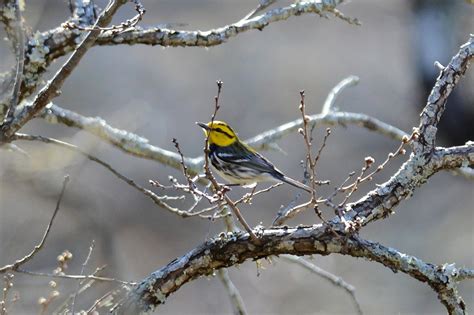 Golden Cheeked Warbler Audubon Field Guide