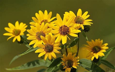 Arnica Best Flower Wallpapers In Hd 250x1600