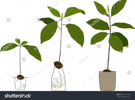 Growing Avocado Tree Vector Illustration Vector De Stock Libre De