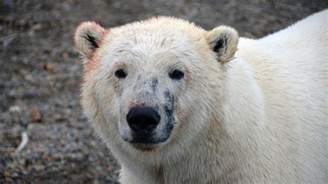 The Great Polar Bear Feast - Gathering is a Challenge for Solitary ...