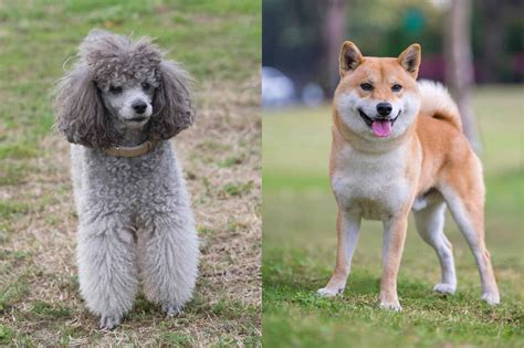 Poo Shi (Poodle & Shiba Inu Mix) Info, Pictures, Facts, FAQs & More