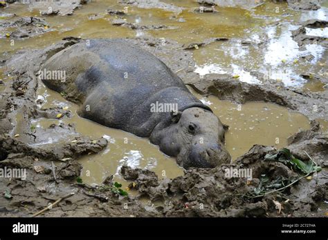 Pygmy hippo hi-res stock photography and images - Alamy