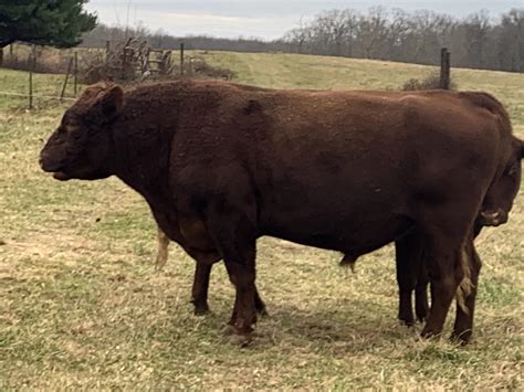 Red Devon Cattle For Sale Bulls Heifers Steer