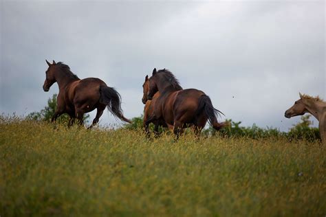 Helping The Spooky” Horse Four Factors To Consider Horseclass