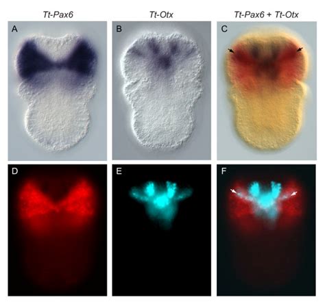 Co Expression Of Tt Pax6 And Tt Otx In The Apical Lobe A Dorsal View Download Scientific