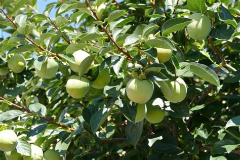 Professional Persimmon Pruning from Local Pros - Persimmon Pruning Pros