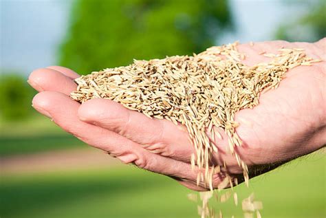 Best Grass Seed To Plant In Spring Daily Subscriber