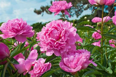 When And How To Water Peonies Essential Guide Petal Republic