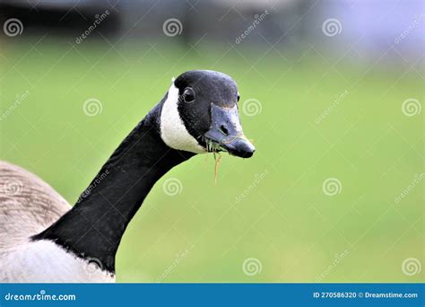 A Head Shot Of A Canada Goose Mouth Open Showing Teeth Stock Photo