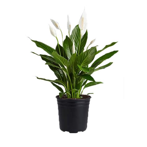 Peace Lily - Plant Jungle