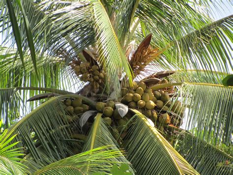 Free Images Branch Leaf Flower Food Jungle Crop Botany