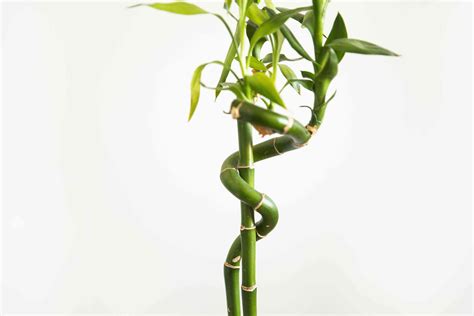 Bamboo Indoor Plant Care And Growing Guide