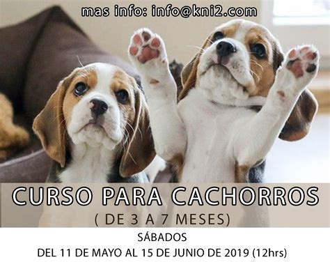 CURSO PARA CACHORROS MAYO 2019 Kni2