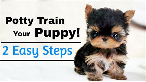 Are Yorkshire Terriers Hard To Potty Train