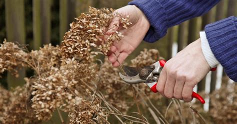 10 Bäume und Sträucher Sie im Spätwinter schneiden sollten