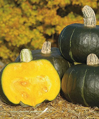 Squash Buttercup Pacific Northwest Seeds Wildwood Outdoor Living