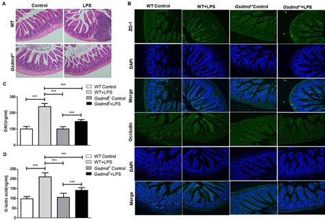 Gsdmd Was Required For Ali Induced Intestinal Barrier Damage A H E