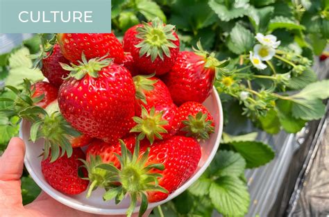 Our Experience Of Japanese Strawberry Picking At A Chiba Farm Kokoro