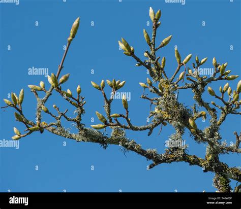 Ash Tree Dieback Hi Res Stock Photography And Images Alamy