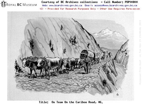 OX TEAM ON THE CARIBOO ROAD 6 Puyallup Wa Fraser Canyon Chuck Wagon