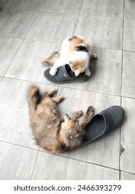 cat sandals royalty  images stock  pictures shutterstock