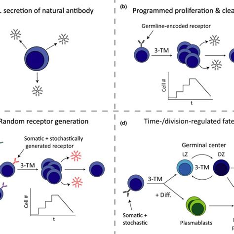 Key Steps In Humoral Immune Cell Evolution A Simple Intrinsic