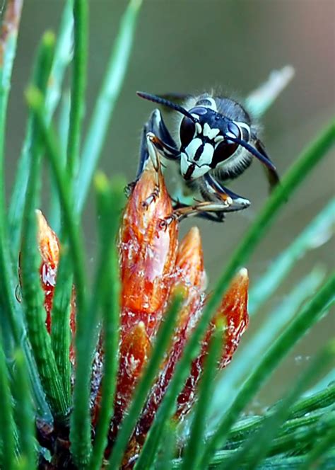 Bald Faced Hornet