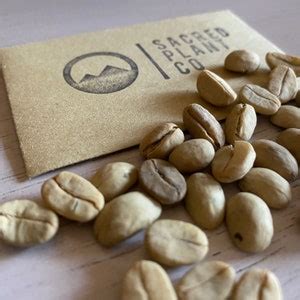 Coffee Seeds Coffea Arabica Seeds Coffee Plant Seeds Coffee Tree Seeds ...