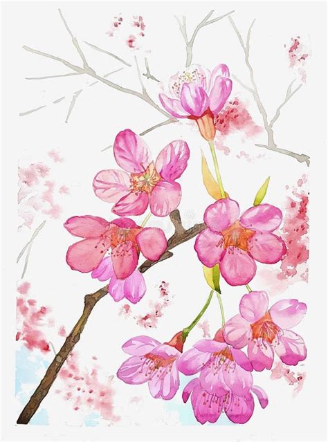 Watercolor Painting of Cherry Blossom Flowers and Branch Stock Image ...