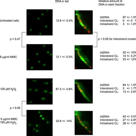 Comparison Of Nla And The Comet Assay In Detecting Dna Crosslinks In