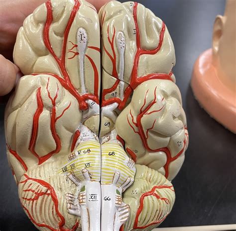 Lab Exam Cranial Nerves Diagram Quizlet