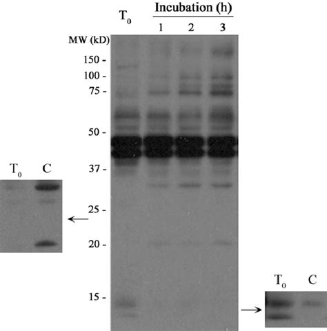 Tyrosine Phosphorylation Of Boar Sperm Proteins Boar Sperm Were