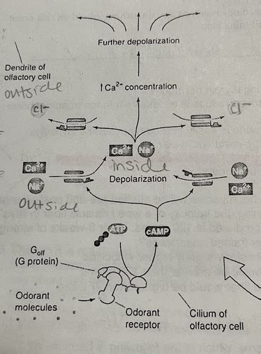 Exam Sys Phys Flashcards Quizlet