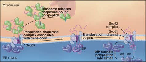 Endoplasmic Reticulum Basicmedical Key