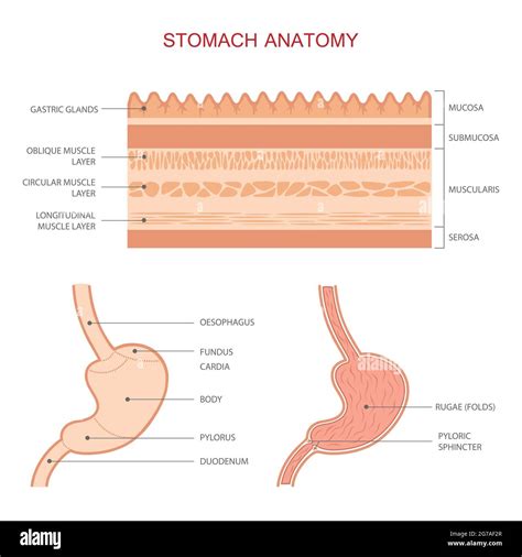 Human Stomach Anatomy Gastric Digestive System Medical Illustration