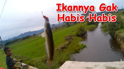 Mancing Ikan Gabus Di Spot Andalan YouTube