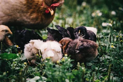 Mother hen with chicks Stock Photo by ©DUBASYK 186402992