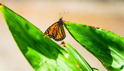 Premium Photo Monarch Butterfly On Green Leaves In The Garden