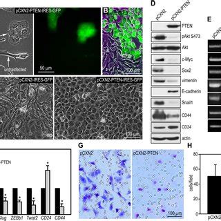 Restoration Of Pten Expression Converts Pten Deficient Breast Cancer