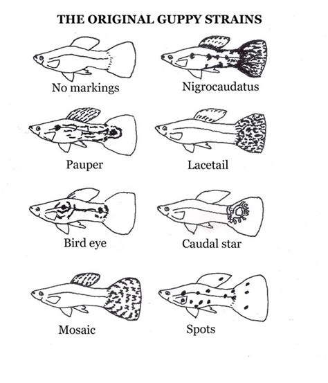 Guppy The Genetics Revised