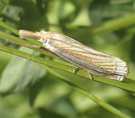 Minnesota Seasons Eastern Grass Veneer