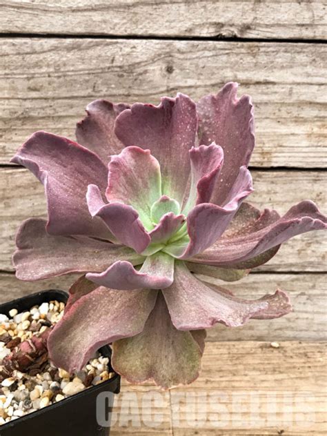 Shpr6611 Echeveria Hybrid Cactus Online