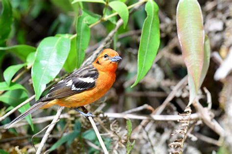 Black And Orange Birds Picture And Id Guide Bird Advisors