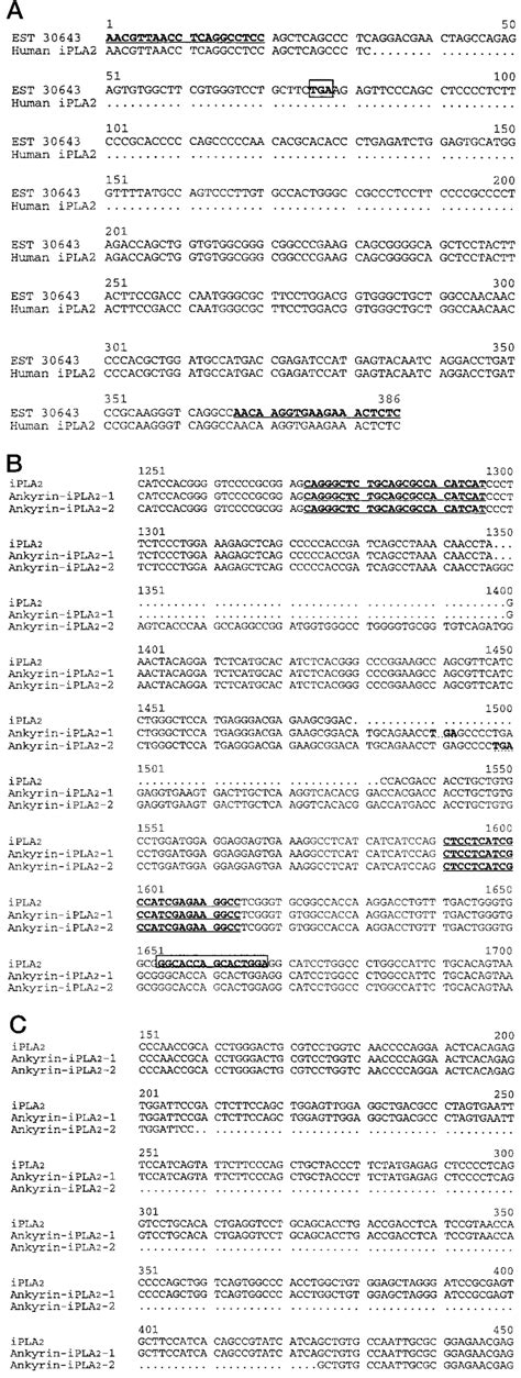 Dna Sequence Alignment Of Ipla 2 And Its Multiple Isoforms A The