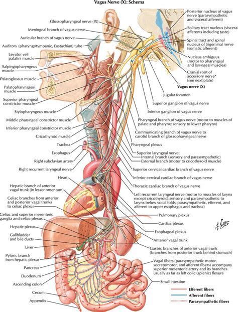 Wecanfixthat The One With The Vagus Nerve — Redpoint Physical Therapy